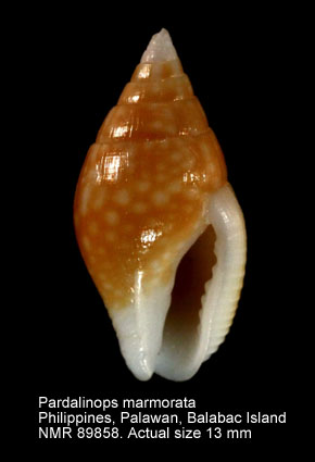 Pardalinops marmorata.jpg - Pardalinops marmorata (Gray,1839)